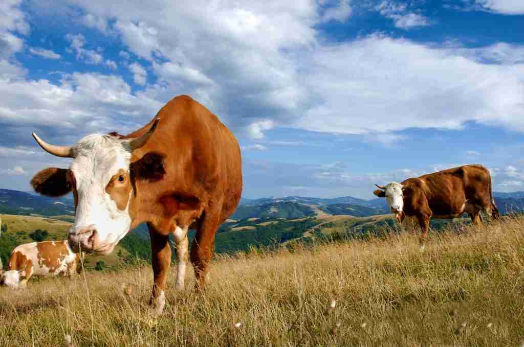 sustainability, Sustainability: Solving the Meat and Dairy Pollution Problem