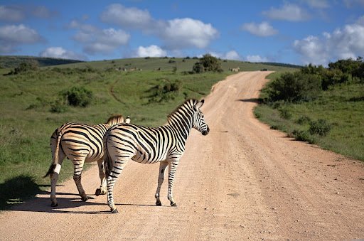 zebras